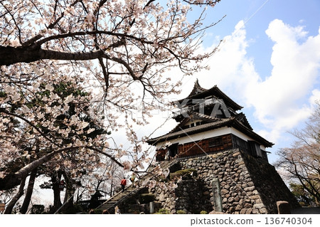 Sakura and Maruoka Castle Sakura and Maruoka Castle 136740304