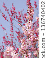 Plum blossom Plum blossom 136740402