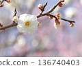 Plum blossom Plum blossom 136740403