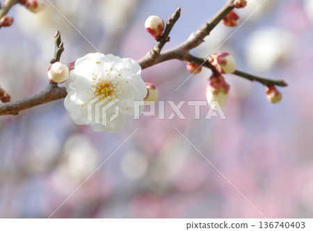 Plum blossom Plum blossom 136740403