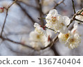 Plum blossom Plum blossom 136740404