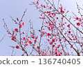 Plum blossom Plum blossom 136740405