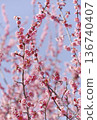 Plum blossom Plum blossom 136740407