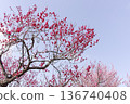 Plum blossom Plum blossom 136740408