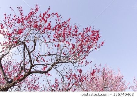 Plum blossom Plum blossom 136740408