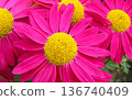 Beautiful crimson Pyrethrum flowers, close-up 136740409