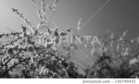 陽光照耀下,黑白相間的垂枝紅梅花。 陽光照耀下,黑白相間的垂枝紅梅花。 136740435