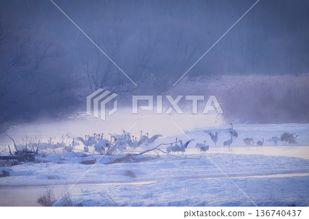 Cranes jumping out of the roost 136740437