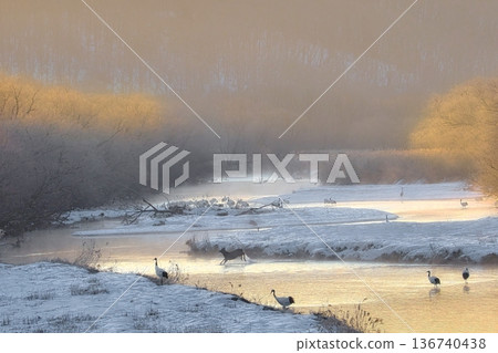 A roosting crane wrapped in fog 136740438