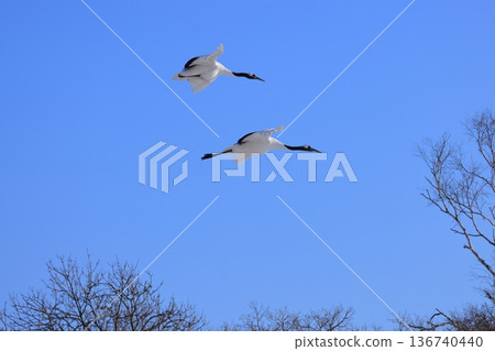 Two red-crowned cranes flying in the blue sky 136740440