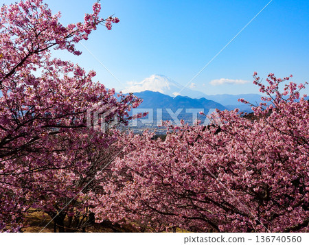 佐藤夢乃大井，櫻花盛開的地方 136740560