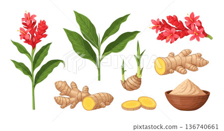 Red ginger flowers, green leaves, and fresh ginger root with powder in bowl isolated on transparent background 136740661
