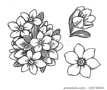 Jasmine flower set in black and white sketch style. Realistic hand drawn vector illustration with outline texture. Perfect for graphic card design. Ideal for festive decor and botanical artwork. 136740961