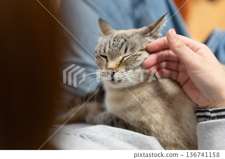 hold a cat hold a cat 136741158