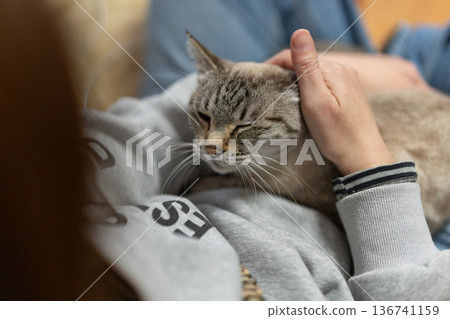 hold a cat 136741159