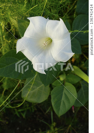 White Datura flowers blooming in the morning sun in September White Datura flowers blooming in the morning sun in September 136741414