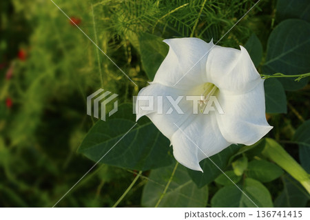 White Datura flowers blooming in the morning sun in September 136741415