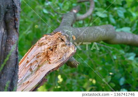 After storm.Fallen broken tree felled by a strong wind After storm.Fallen broken tree felled by a strong wind 136741746