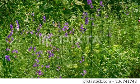 Gardening.Purple flowers of Consolid, Larkspur, Delphinium Gardening.Purple flowers of Consolid, Larkspur, Delphinium 136741748