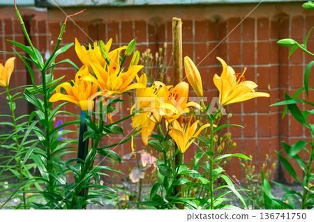 Gardening.Bushes of Tigrinum Lily, Yellow Bruse  136741750