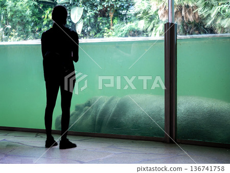 Berlin, germany, august 14, 2023. Person standing and observing a hippopotamus submerging underwater in a large glass aquarium enclosure at a public zoo Berlin, germany, august 14, 2023. Person standing and observing a hippopotamus submerging underwater in a large glass aquarium enclosure at a public zoo 136741758