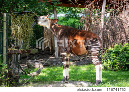 Berlin, germany, august 14, 2023. Okapi (forest giraffe) feeding on hay from a wooden feeder in daylight at a zoo, close-up showing striped hindquarters and head Berlin, germany, august 14, 2023. Okapi (forest giraffe) feeding on hay from a wooden feeder in daylight at a zoo, close-up showing striped hindquarters and head 136741762