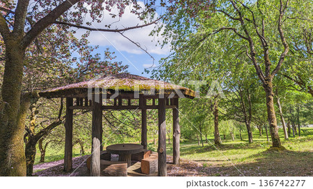 A landscape of gazebo and double cherry blossom petals 136742277