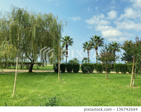 Summer park, palm trees and green grass Summer park, palm trees and green grass 136742684