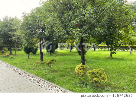 Beautiful natural park, trees and green grass Beautiful natural park, trees and green grass 136742685