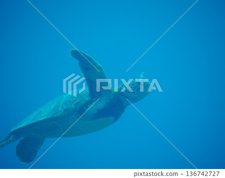 海龜游泳圖 136742727