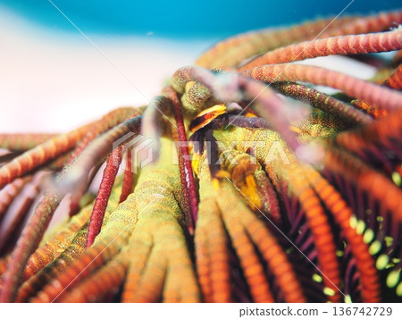 A small squat lobster hiding in a sea fern A small squat lobster hiding in a sea fern 136742729