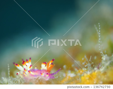 A beautifully colored walking sea slug A beautifully colored walking sea slug 136742730