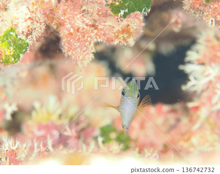 Cute fish front face 136742732