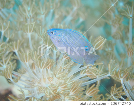 Beautiful damselfish Beautiful damselfish 136742740