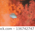 Damselfish swimming among soft corals 136742747
