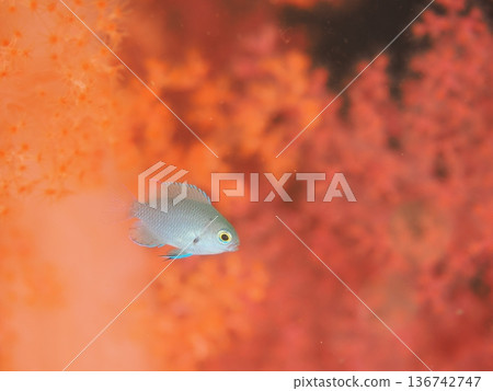 Damselfish swimming among soft corals Damselfish swimming among soft corals 136742747