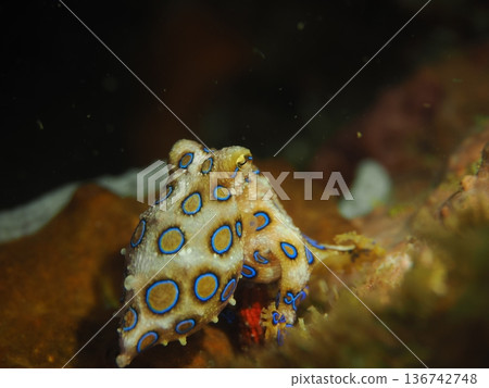 Darkness and the Blue-ringed Octopus 136742748