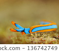 Beautifully colored sea slugs 136742749