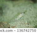 A goby looking around 136742750