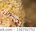 A zebra crab hiding among beautiful sea urchins 136742752