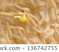 Small clownfish swimming in a sea anemone 136742755