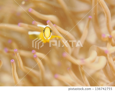 小丑魚在海葵中游動 136742755