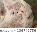 Close-up of a frogfish 136742756