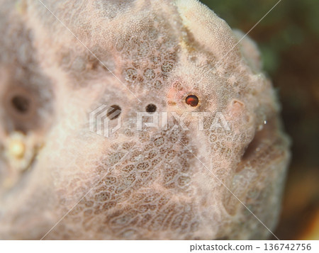 躄魚特寫 136742756