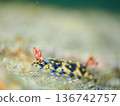A sea slug with a beautiful pattern 136742757