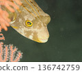 A pufferfish peeking out from a soft coral 136742759