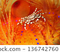 Zebra crab in a beautiful sea urchin 136742760