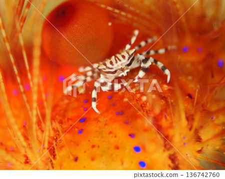 Zebra crab in a beautiful sea urchin Zebra crab in a beautiful sea urchin 136742760