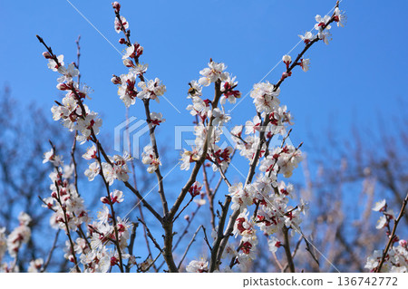 Nice time.Warm tender white fruit spring flowers Nice time.Warm tender white fruit spring flowers 136742772