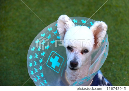 一隻可愛的白色玩具貴賓犬,戴著伊莉莎白項圈。 一隻可愛的白色玩具貴賓犬,戴著伊莉莎白項圈。 136742945